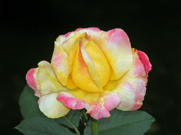 Bella Roma photo br2014_06210005_zps7cbef5e0.jpg